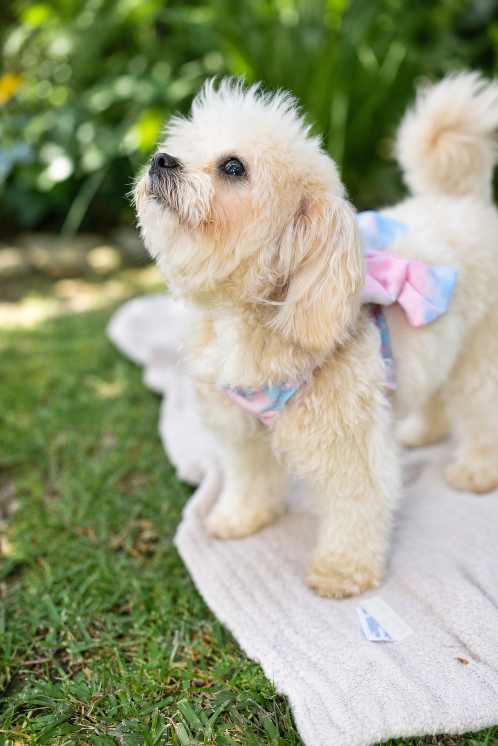 UGC 2 — Real Customer + Poodle