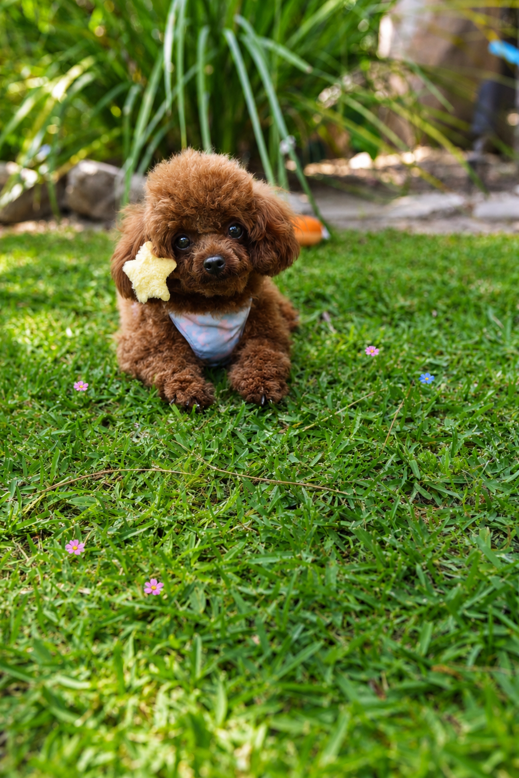 Adoptions — img-09.png